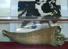 Рог быка отрубленный рукой Мас Оямы. Из музея Хонбу.