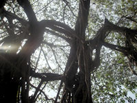 Священное дерево Баньян