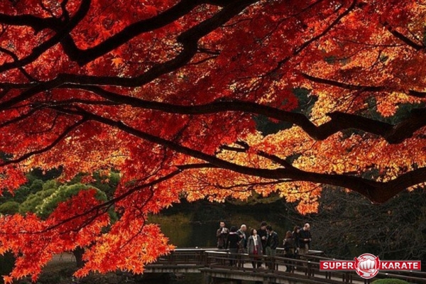Япония. Времена года. Осень.