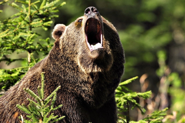 Схватка каратиста с медведем закончилась вничью
